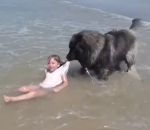enfant Un chien sort une fillette de l'eau (Normandie)