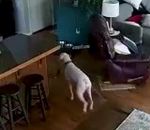chien betise Un chien joue avec un tuyau d'arrosage dans une maison