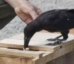 ramassage Des corbeaux ramassent les détritus au Puy du Fou
