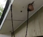 attaque Une colonie de fourmis attaque un nid de guêpes