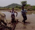 vache Kiki Challenge dans une rizière (Inde)