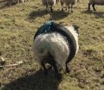 coince Un mouton fait de la balançoire