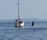 orque Une orque s'amuse avec un bateau (Canada)