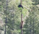protection attaque Ours femelle vs Ours mâle dans un arbre (Montana)