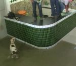 chien Ouvriers vs Gentil pitbull