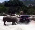 parc attaque Un rhinocéros en rut attaque une voiture (Mexique)