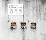 shiba trou Des chiens passent leur tête dans un mur (Japon)