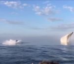 baleine saut Trois baleines sautent hors de l'eau