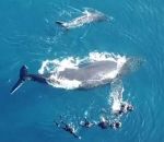 baleine baleineau La baleine Mareva attaque un groupe de baigneurs (La Réunion)