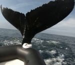 bateau Une baleine frappe un Zodiac avec sa queue