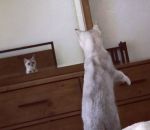 chaton Un chaton découvre ses oreilles dans un miroir