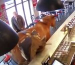 cheval Un cheval s’invite dans un bar à Chantilly (Oise)
