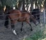 cheval Un cheval passe à travers une clôture