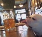 biere bar bouledogue Un chien a bu trop de bière