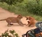 leopard safari Chien vs Léopard