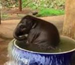 bain bassine Un éléphanteau prend son bain