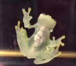 transparent grenouille Grenouille de verre