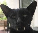 canine dent Un chat-vampire