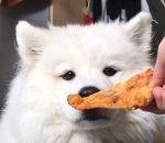 manger pizza Faire manger des brocolis à un chien