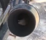 moto pot Une souris dans un pot d'échappement