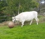 balle ballon Une vache joue à la balle avec une fermière