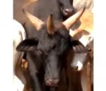 corne vache Vache à trois cornes