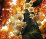 champignon arbre Arbre à champignons
