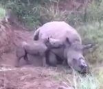 braconnier Un bébé rhinocéros essaie de réveiller sa mère morte
