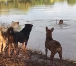 chien peur eau Blague à des chiens dans un étang