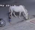 cheval Un cheval donne un coup de sabot à un enfant