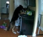 allumer cuisine Un chien allume une gazinière