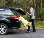 feuille tas Une chienne pressée de sortir d'une voiture
