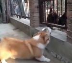 chien poule Chien vs Poules