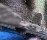 cloture coince malchance Un écureuil s'est coincé les noisettes dans une clôture