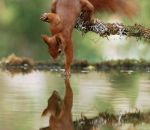 ecureuil Un écureuil touche l'eau