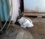 trou aide Un lapin creuse un trou pour libérer un chaton