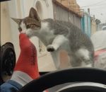 chat peur casser Faire peur à un chat sur une voiture (Instant Karma)