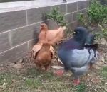 coq fier Un pigeon qui se prend pour un coq
