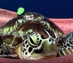 baillement ouvrir Une tortue de mer se prépare à faire la sieste