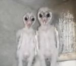 chouette alien Des bébés chouettes dans un grenier