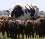 boeuf vache Un bœuf géant