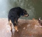 eau mort Un chien saute sur un tas de feuilles (Instant Regret)
