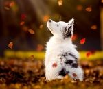 chien Un chiot regarde les feuilles mortes tomber