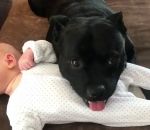tete Un chien protecteur ne veut pas quitter le bébé