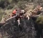falaise chute cerf 12 chiens et un cerf tombent d'une falaise pendant une chasse à courre