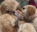 chien manger Un chat « dévoré » par des chiots