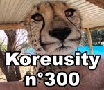 koreusity compilation novembre  Koreusity n°300