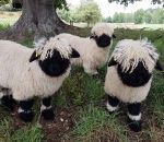mouton noir Nez noir du Valais (Mouton)