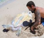 mer aide Sauvetage d'une tortue de mer bloquée sur le dos (Australie)