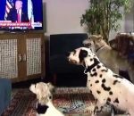 chien ordre Trump fait s'asseoir des chiens à la télévision